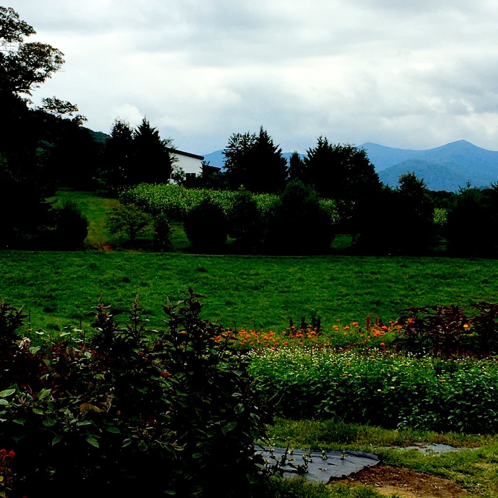 Meet your Posher, Marley